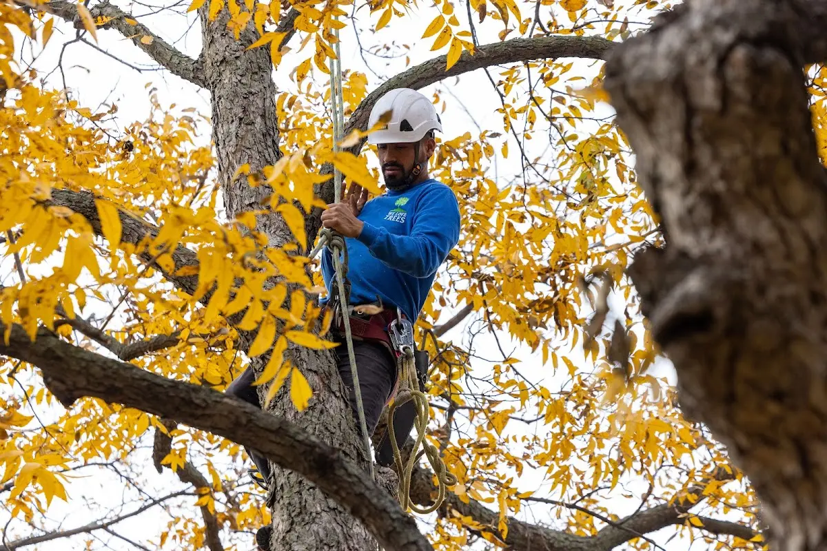 Skilled Tree Planting crew working in Fremont